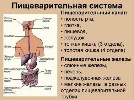 Перечислите органы пищеварительного канала