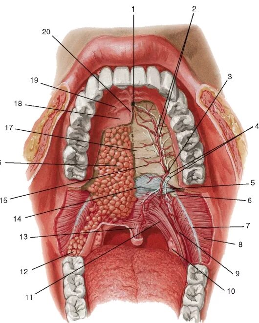 Нижняя часть рта. Полость рта анатомия твердое небо. Строение горла небная миндалина. Ротовая полость строение гланды.