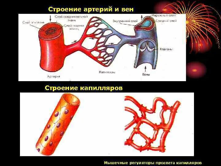 Строение вены рисунок. Строение артерии вены и капилляры. Артерии вены капилляры анатомия. Схема строения артерий вен капилляров. Схема строения стенки артерий вен капилляров.