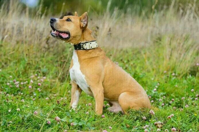 Стафф номер телефон. Стафф номер телефон. Аргентинский стаффордширский терьер аргентинский. Американскийстафоршиский терьер. Американский стаффордширский терьер.