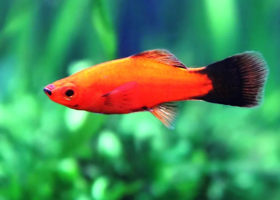 Оранжевая аквариумная рыбка. Меченосец Берлинский флаговый. Меченосцы аквариумные рыбки. Меченосец рыбка. Меченосец рыбка Рубин.