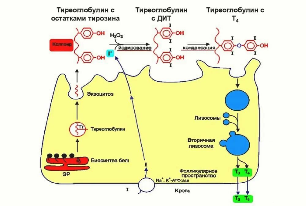 Биосинтез крови. Тиреоглобулин щитовидной железы синтезируется. Синтез тиреоидных гормонов щитовидной железы схема. Схема синтеза тиреоидных гормонов. Схема синтеза тироксина биохимия.