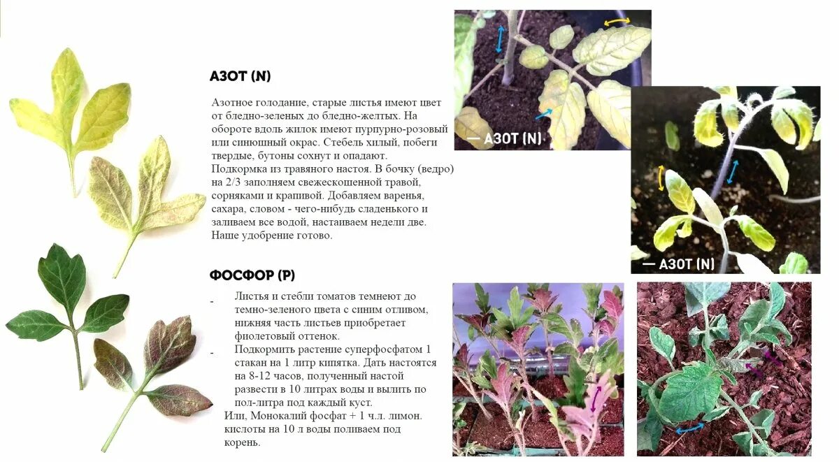 Недостаток питания у томатов по листьям. Листьях томата нехватка микроэлементов. Дефициты томатов по листьям. Как определить по листу что не хватает томатам. Что не хватает рассаде помидор