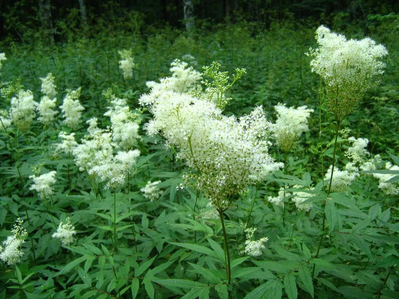 Таволга белоголовник. Таволга вязолистная. Лабазник вязолистный (Filipendula Ulmaria). Лабазник (таволга) вязолистный Вариегата.