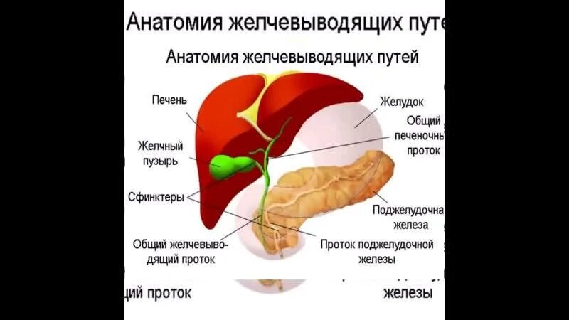 Овощи при желчном пузыре