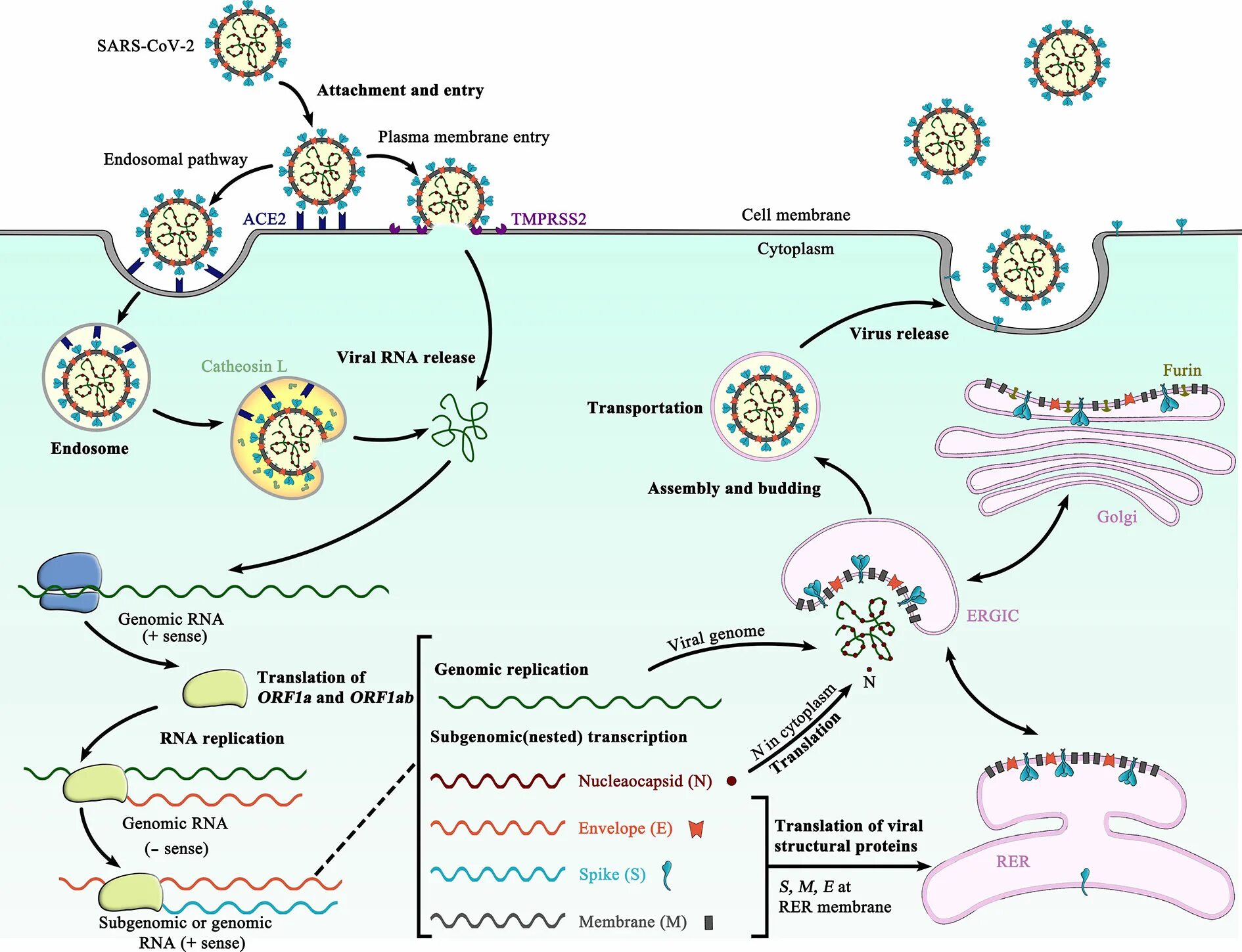 Вирус сарс группа патогенности. SARS-cov-2 строение. РНК вируса SARS-cov-2. Структура SARS-cov-2. Схема строения SARS-cov-2.