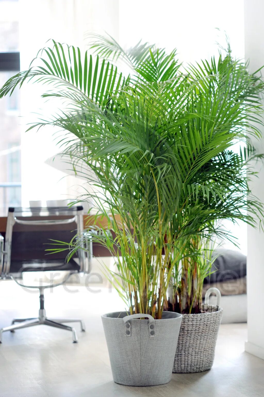Хризалидокарпус дипсис. Арека хризадоликарпус. Areca dypsis. Цветок дипсис уход. Хризалидокарпус дипсис.