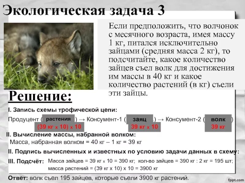 Решение экологических задач по биологии. Экологические задачи. Задачи по экологической пирамиде. Решение задач по экологической пирамиде. Экологические задачи с ответами.