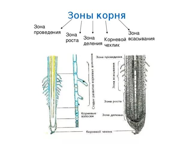 Установите последовательность роста корня. Корневой чехлик зона деления. Клетки зоны всасывания корня. Корневой чехлик зона роста зона всасывания. Зоны корня схема.