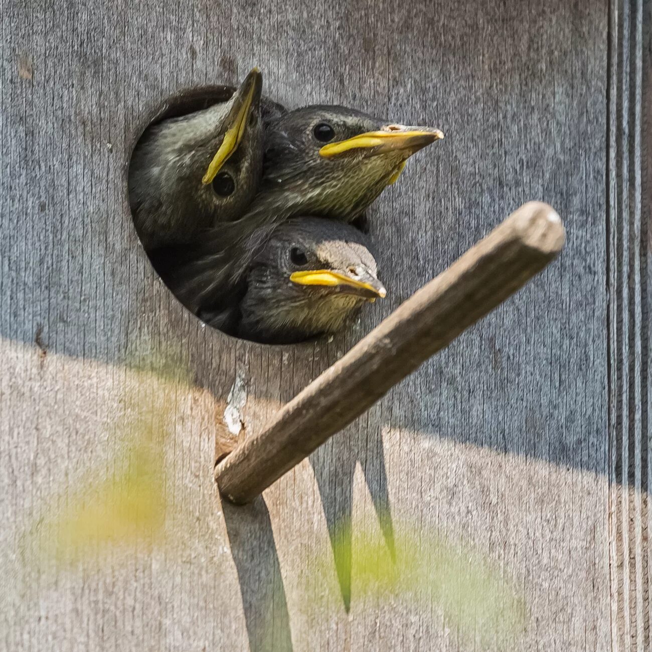 скворец птенец слеток. апрельский скворец весны гонец. скворчата в гнезде. скворченок или скворчонок правило. скворец со скворчатами.