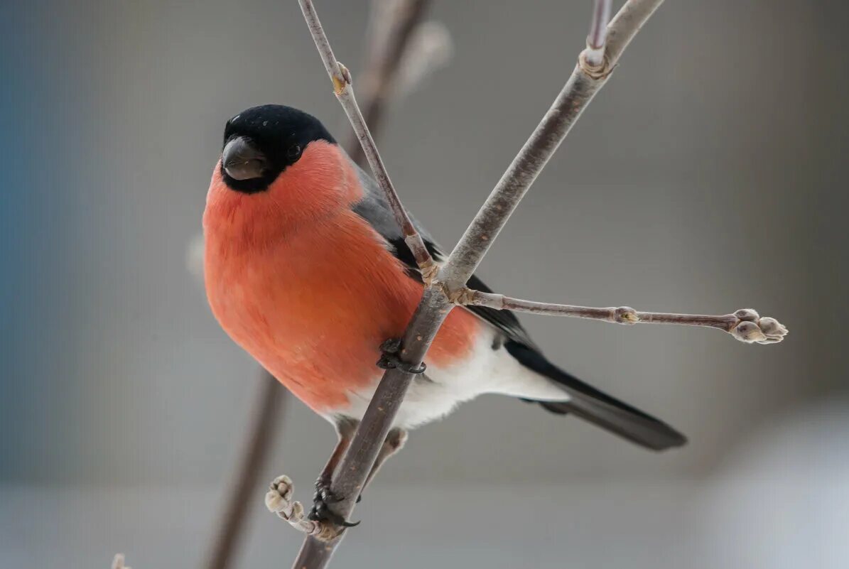 желтоспинный снегирь. красно грудной синегир. воробьинообразные снегирь. красногрудый снегирь. красно грудной синегир.