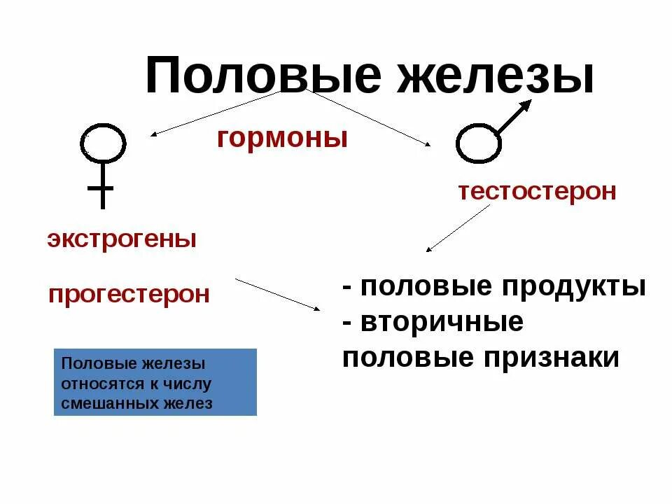 Какие железы являются парными железами двойной секреции?. Половая железа функции. Двойная секреция это. К основным половым гормонам относятся. Строение и функции половых желез.