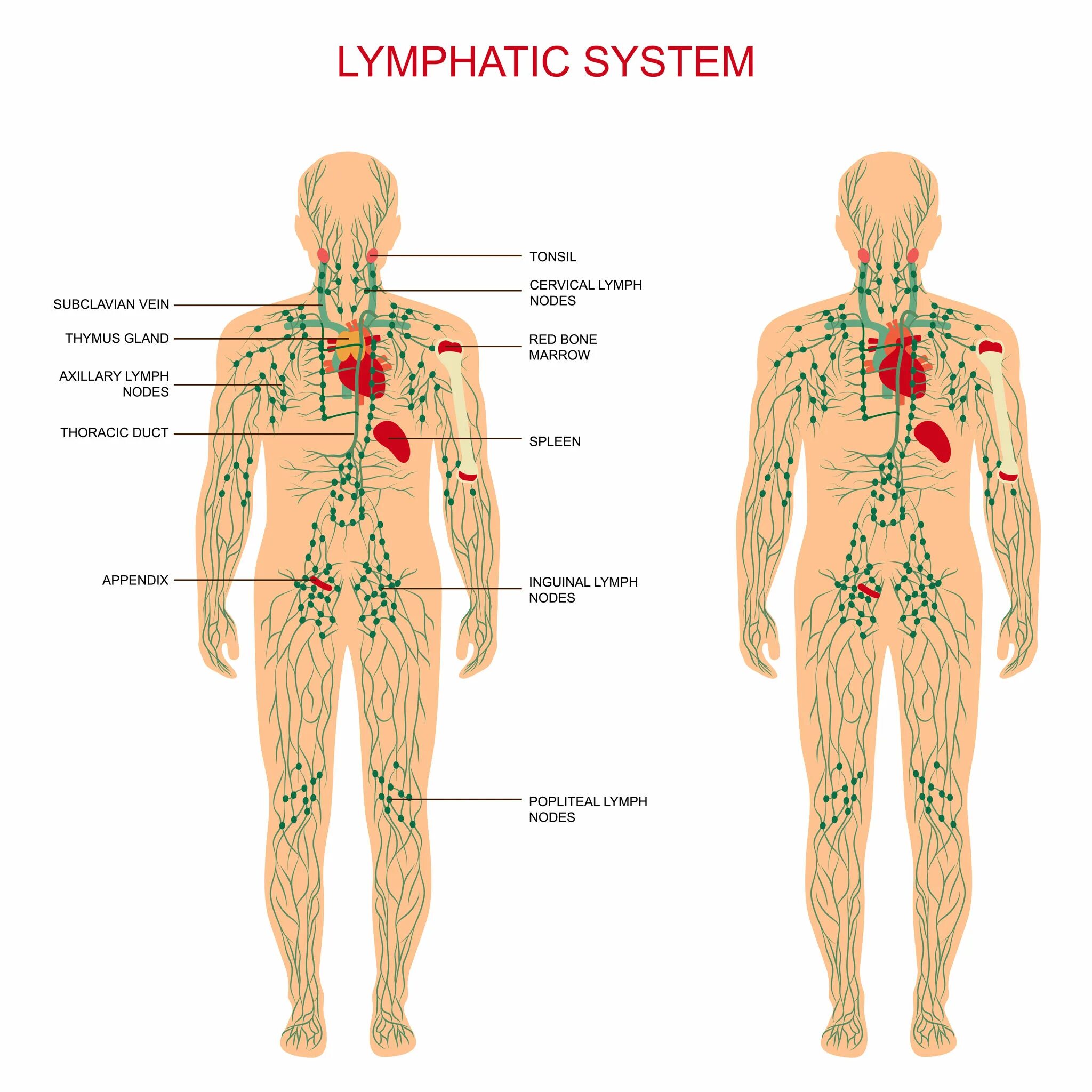 Лимфоузлы на пояснице. Лимфатические узлы на теле человека схема расположения у женщин. Лимфатическая система человека расположение лимфоузлов.