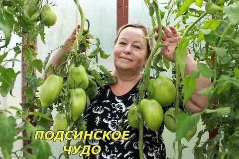 Сорт томата подсинское чудо