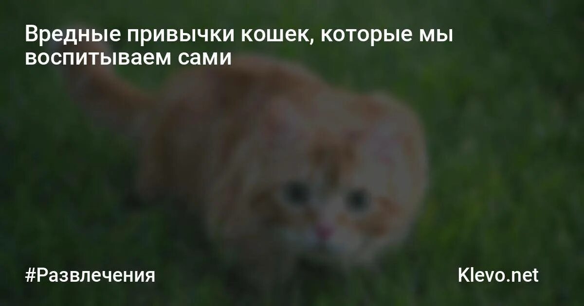 Вредные привычки кошек. Повадки и привычки кошек. Интересные привычки котят. Кошачьи привычки у человека.