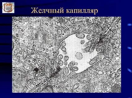 Желчные капилляры печени