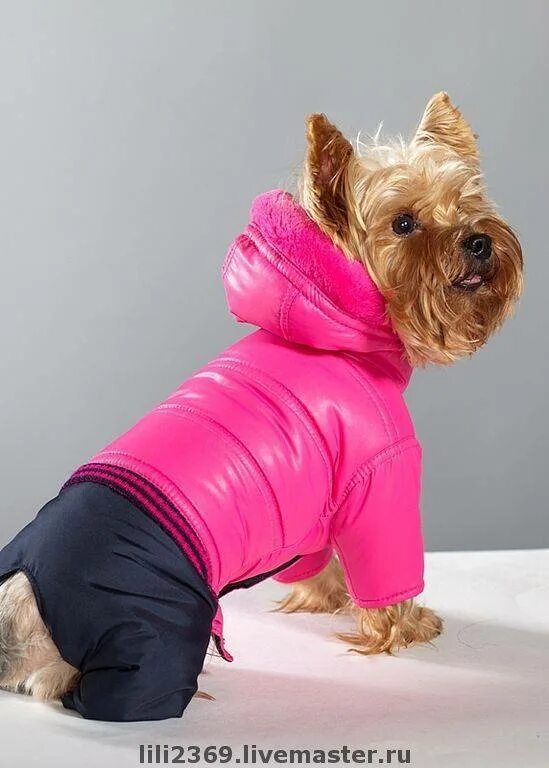 Одежки для собачек. Собачки в одежде. Собачки в одежде. Комбинезон для йорка. Йоркширский терьер в костюме.
