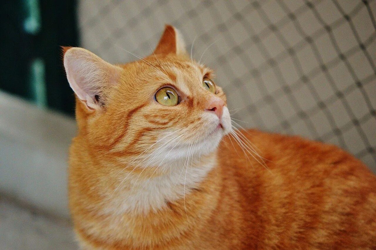 Сибирский гладкошерстный рыжий кот. Европейская короткошерстная табби рыжий. Сибирская кошка рыжая короткошерстная. Европейский короткошерстный кот рыжий. Породы с бело рыжим окрасом