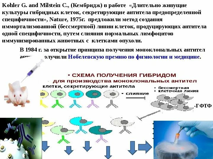 Для получения гибридом используют. Моноклональные антитела гибридомная технология. гибридомная технология презентация. схема получения моноклональных антител. гибридомная технология получения моноклональных антител.