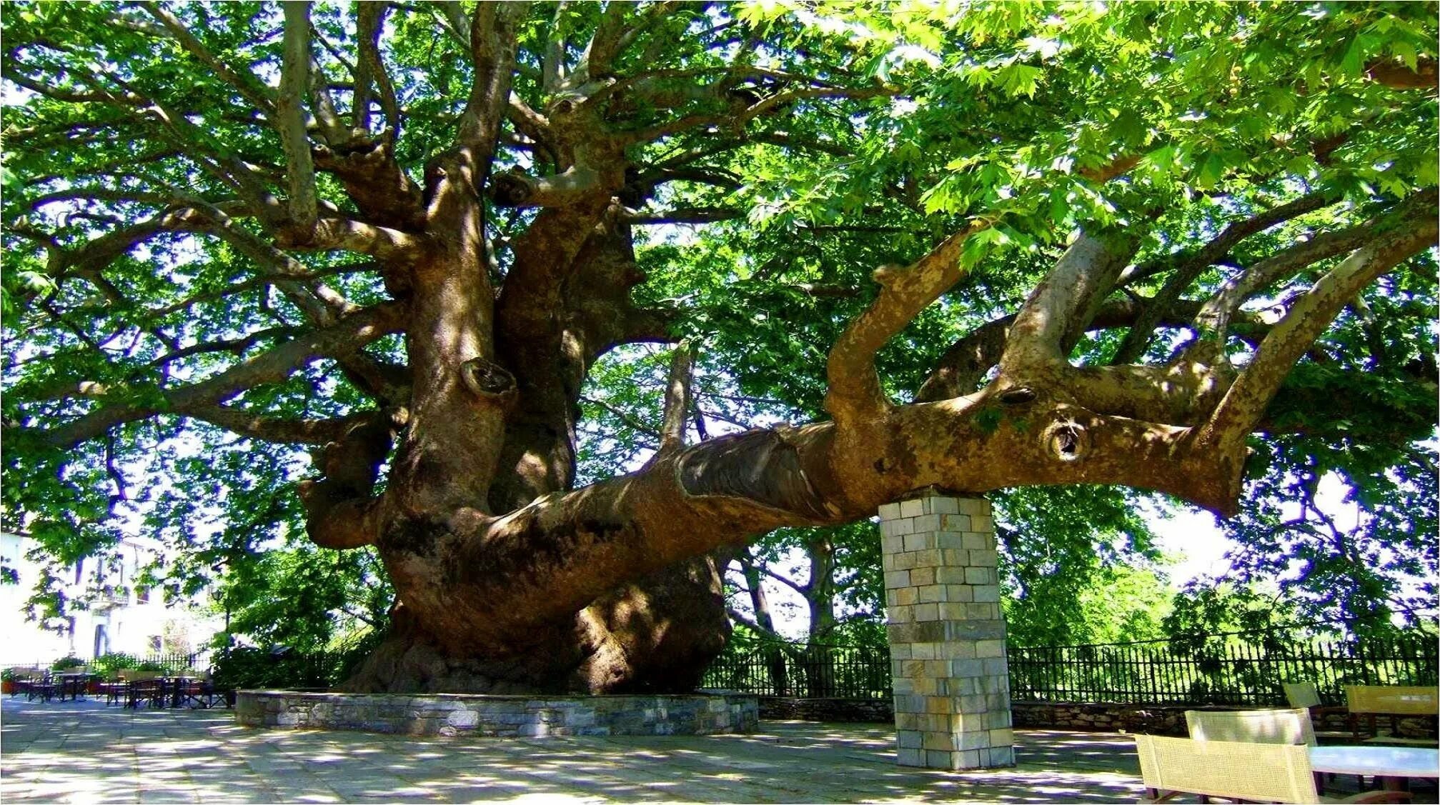 Что такое чинара. Платан Восточный дерево. Платан Восточный (Чинар). Платан Чинар дерево. Дерево Платан в Турции.