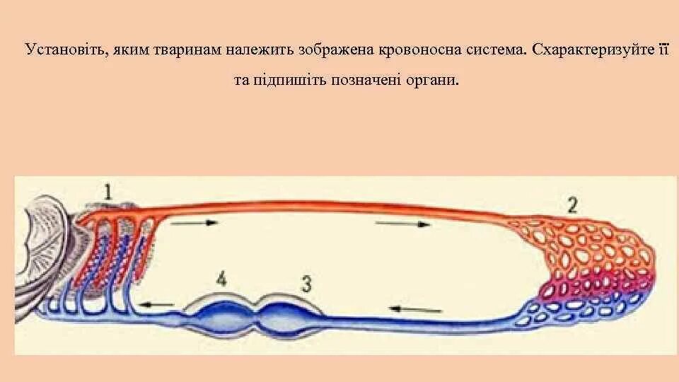 Особенности кровообращения рыб. Строение кровеносной системы рыб. Схема кровообращения рыб. Движение крови у рыб. Строение кровеносных сосудов рыбы.