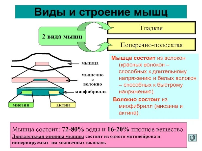 Длительное напряжение мышц. Напряжение мышечного волокна это.
