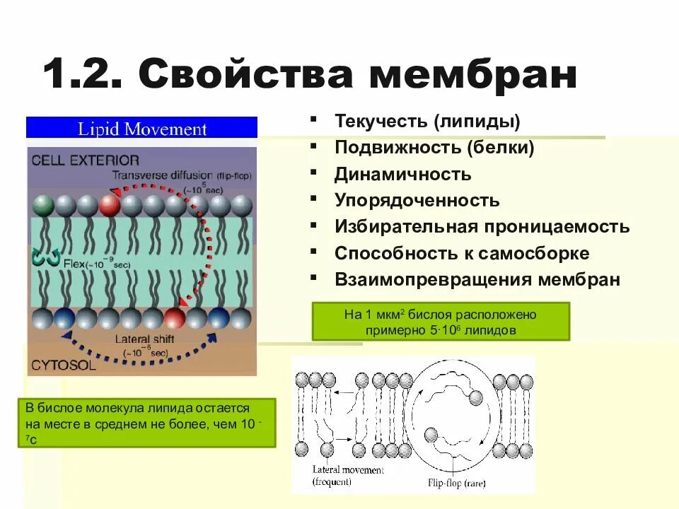 Свойства функции мембраны. Свойства мембранных фосфолипидов. Биохимия. Проницаемость мембраны характеристики мембраны. Основные липидные компоненты клеточных мембран. Своцстваклеточной мембраны.