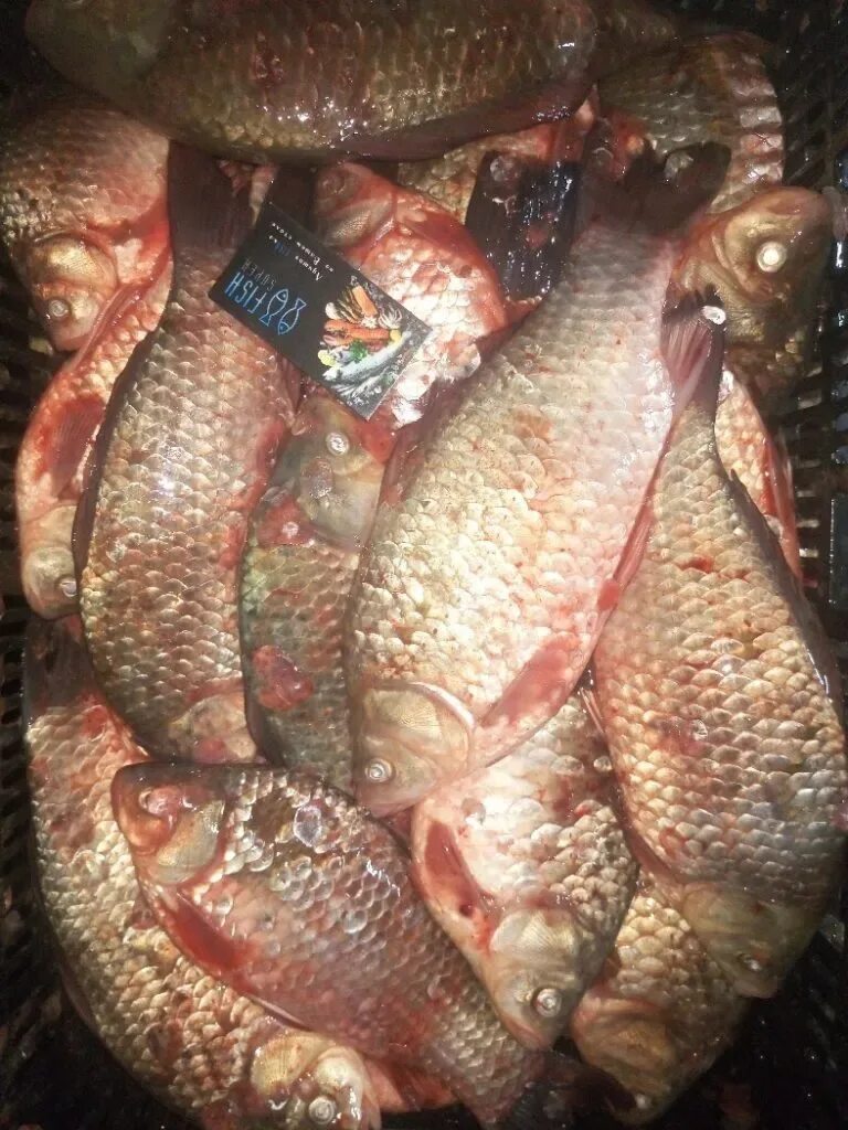Карась живой. Карась донской. Цимлянский горбатый карась. Продам большого карася. Продам карасей по себестоимости прикол.