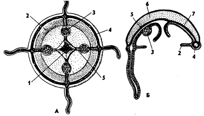 Строение медузы. Морфология гидроидных. Беспозвоночные круглая схема органов. Внутреннее строение гидромедузы. Кольцевой канал