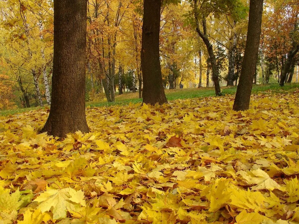 На ковре из желтых листьев. Жёлтый лист осенний. Желтая листва. Листья осенью. Ворох желтых листьев