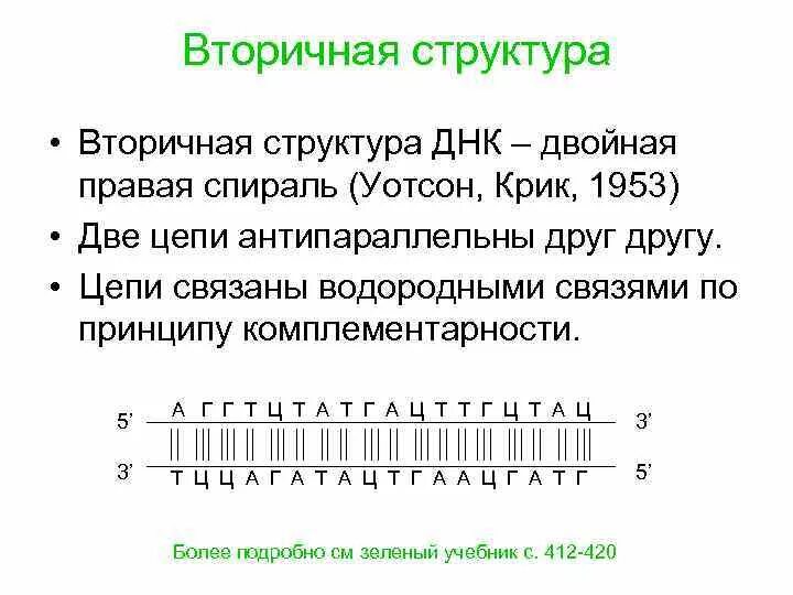 Матрицей является цепь днк. Комплементарность цепей ДНК. Комплементарная цепочка ДНК. Построение Цепочки ДНК. Двойная комплементарная цепь ДНК.