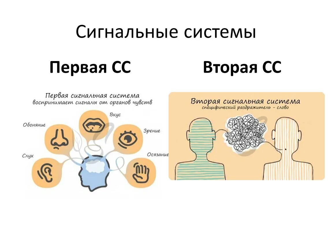 Других систем в первую очередь. Первая сигнальная система действительности. Первая и вторая сигнальные системы действительности. Сигнальные системы человека. Вторая сигнальная система.