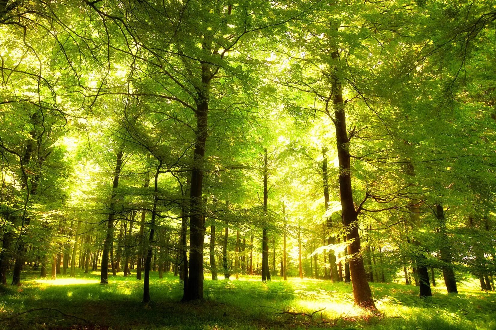 Деревья в лесу. Фотообои лес. Зеленый лес. Фотообои деревья, лес.