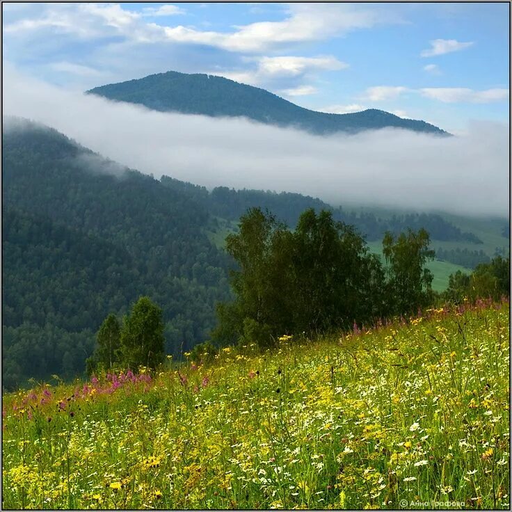 Honey meadow. Горный Алтай Луга. Камлак горный Алтай. Алтайские Луга Горно-Алтайск. Алтайские Луга Белокуриха.