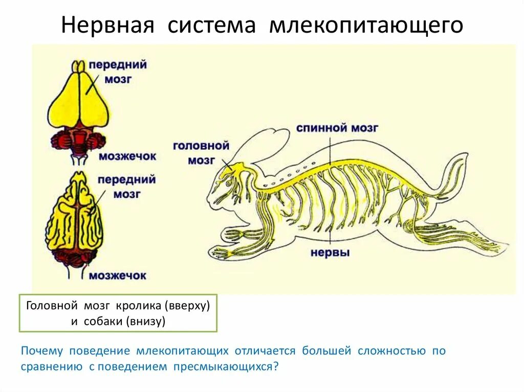 Строение головного мозга животных. Нервная система млекопитающих 7 класс. нервная система млекопитающих схема. строение нервной системы млекопитающих. нервная система млекопитающих 7 класс биология.