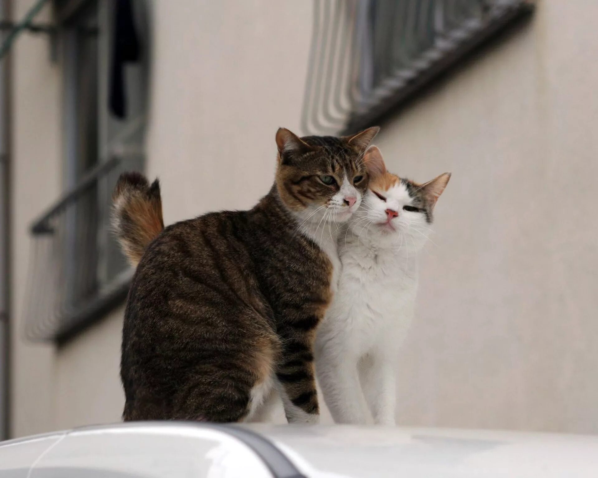 Коты разговаривают друг с другом