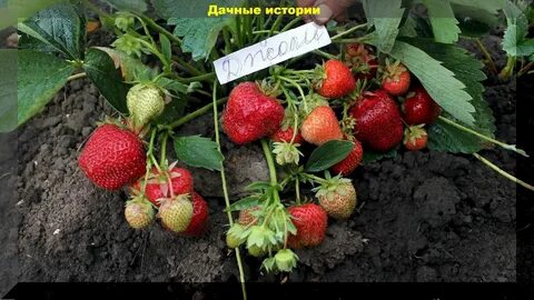 Клубника джоли описание сорта фото отзывы