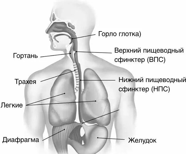 Пищевод анатомия человека. Строение горла пищевод и желудок. Выступ гортани. Изжога картинки.