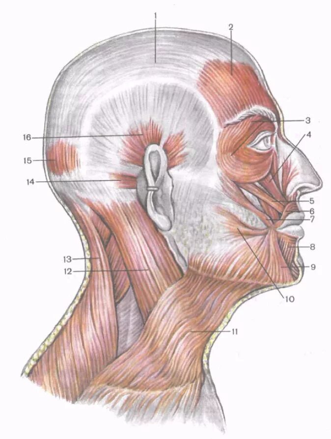 Мимические мышцы анатомия сбоку. Сухожильный шлем головы анатомия. Мимические мышцы лица анатомия вид сбоку. Мышцы сухожильного шлема.