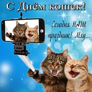 Открытки на День кошек.