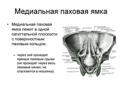 Паховые ямки