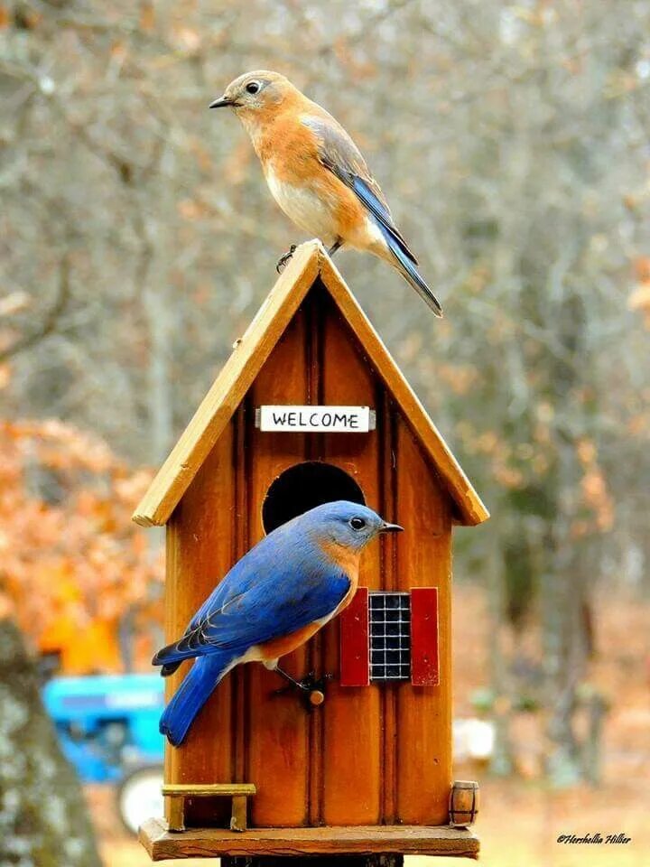 Home bird. Скворечник для птиц. Птичка и скворечник. Птица возле скворечника. Голубой скворечник.