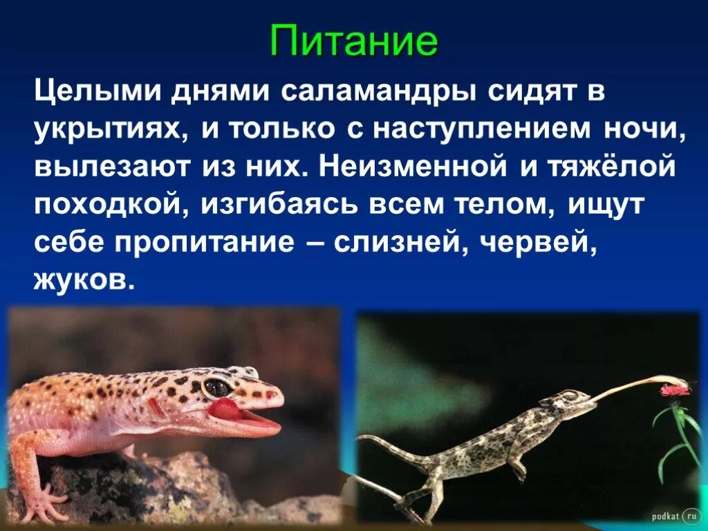 Сообщение о саламандре