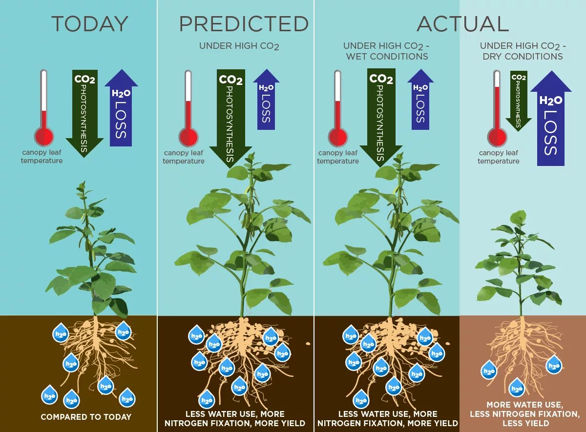 Co2 картинка. Co2 для растений таблица. Картинки co2 и растения. Co2 utilization Plants.