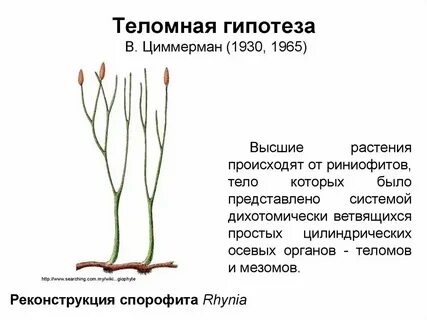 Признаки характерные для риниофитов