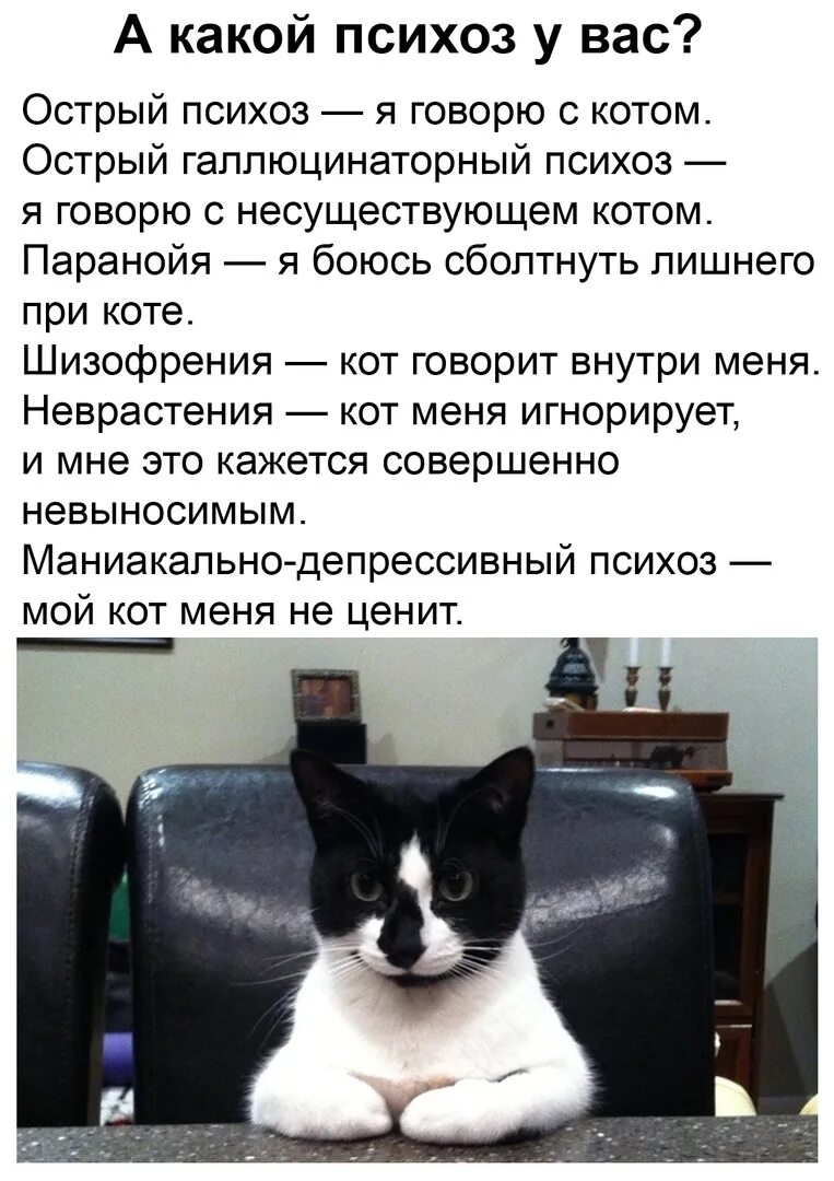 Поговори на кошачьем. Острый психоз я говорю с котом. Разговор котов. Кот говорит. Я разговариваю с котом кот разговаривает со мной.