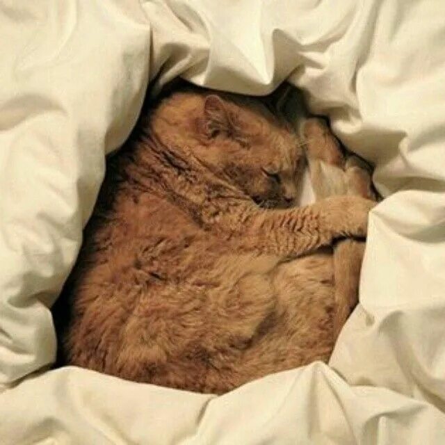 Кот в одеяле. Кот спит под одеялом. спящий кот в одеялке. кот спит в одеяле.