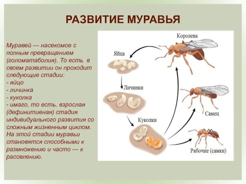 Стадии постэмбрионального развития муравья. Стадия развития муравья яйцо личинка. Жизненный цикл муравьев. Жизненный цикл муравья.