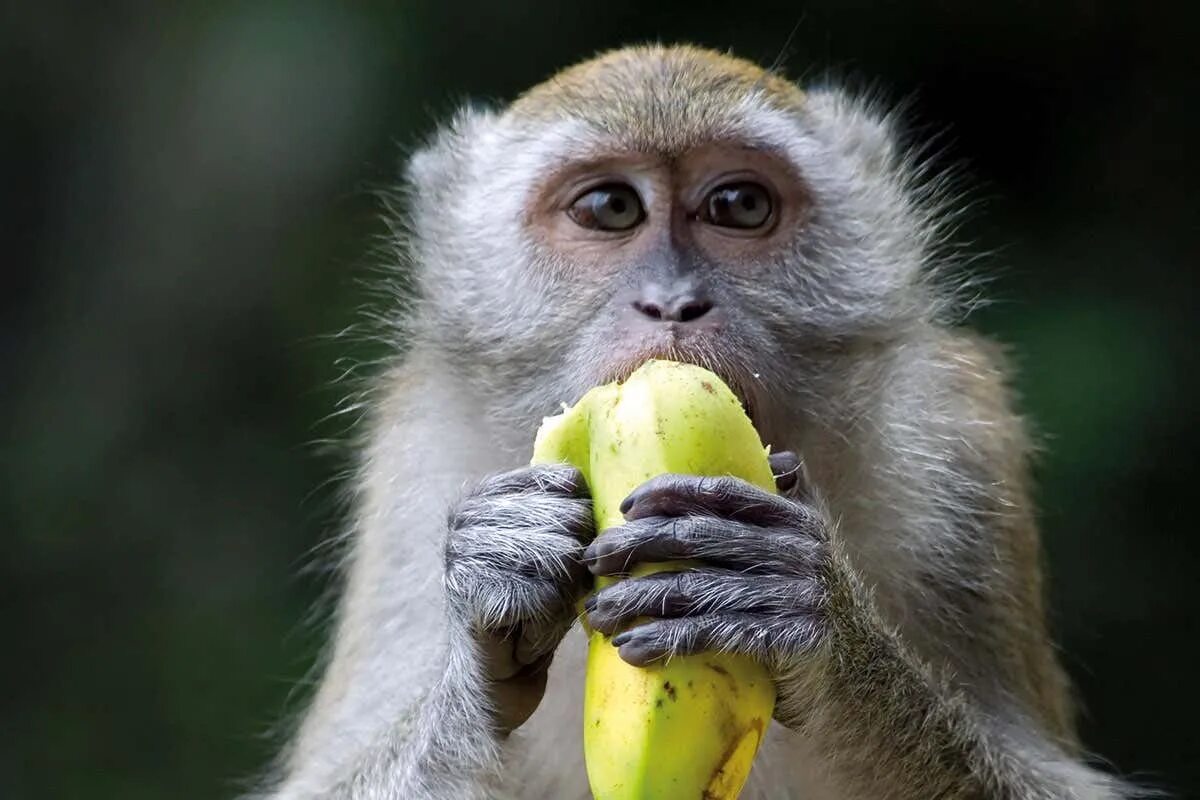 Monkey eating