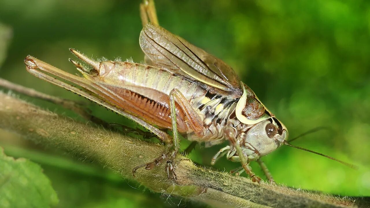 Отряд прямокрылые примеры. Прямокрылые orthoptera. отряд прямокрылые. прямокрылые саранча. отряд прямокрылые кузнечики.